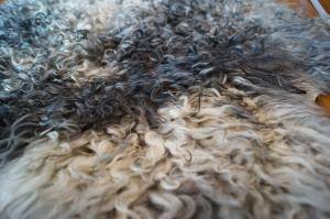 Schaffelle - Gotland - 10genial-sheepskins