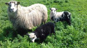 Schaffelle - Spelsau - 271510_amazing-spelsau-sheepskin