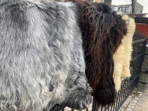 Schaffelle -  Natürliche Schafshaut - 924698_sheepleathertannerypoland
