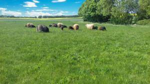Schaffelle - Spelsau - brilliant-spelsau-sheepskin