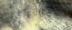 Schaffelle - Meliert - Cognac - decorative-meliert-cognac-sheepskinclimage-1920x1080-1003