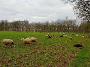 Schaffelle - Holländische - wool-holland-sheepskin-texel