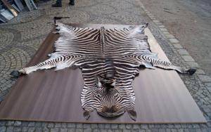 Schaffelle - Felle aus Afrika - 959706gorgeous-african-skinsclimage1920x1080-100