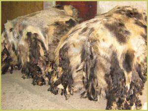Schaffelle - Wildschweinfelle - charming-boar-skins-adam-leather