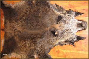 Schaffelle - Wildschweinfelle - decorative-boar-skins-adam-leather