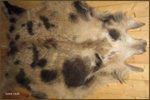 Schaffelle - Wildschweinfelle - pretty-boar-skins-adam-leather