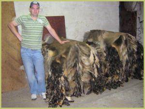 Schaffelle - Wildschweinfelle - stunning-boar-skins-adam-leather