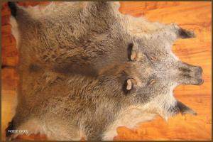 Schaffelle - Wildschweinfelle - unique-boar-skins-adam-leather