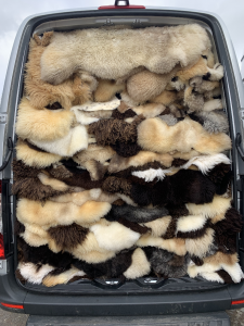 Schaffelle -  Geschäftsreise - 1000 schöne holländische Schaffelle TEXEL