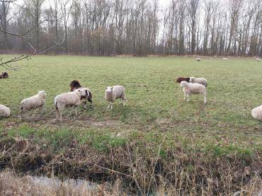 Schaffelle - Siesta ist in vollem Gange!