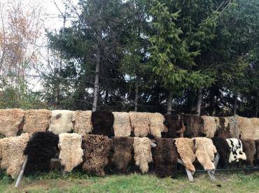 Schaffelle - Natürliches Trocknen von Schafsfellen in einem schönen, goldenen Herbst