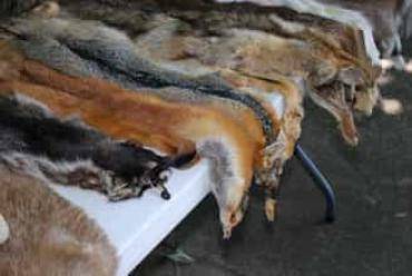 Schaffelle - Wählen Sie eine natürliche Tierhaut, die zu Ihnen passt
