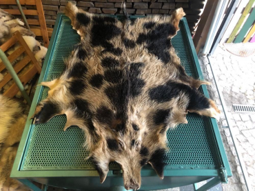 Schaffelle - Natürliche Wildschweinfelle!